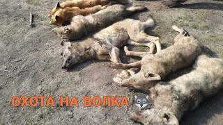 Охота на волка 23.01.2022. Первая попытка🐺