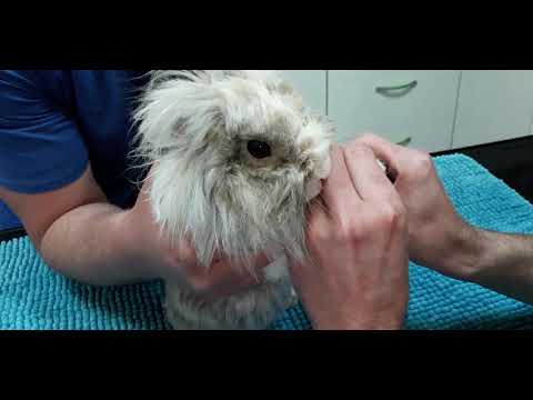 Video: Otrovanje štakora Kod Kunića