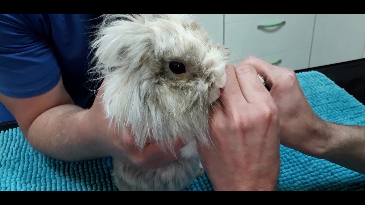 KAKO KUNICU KRATITI NOKTICE /POSJETA VETERINARU