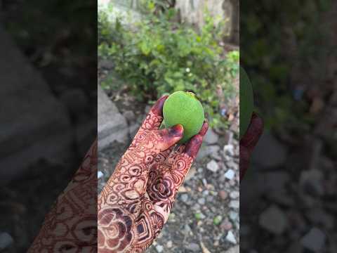 aam ke tree se tode kacchi kairi 😜😋