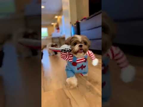 #shorts #shortsyoutube #cães #dibertido #engraçado #cachorro #roupinhas #diversão #animais