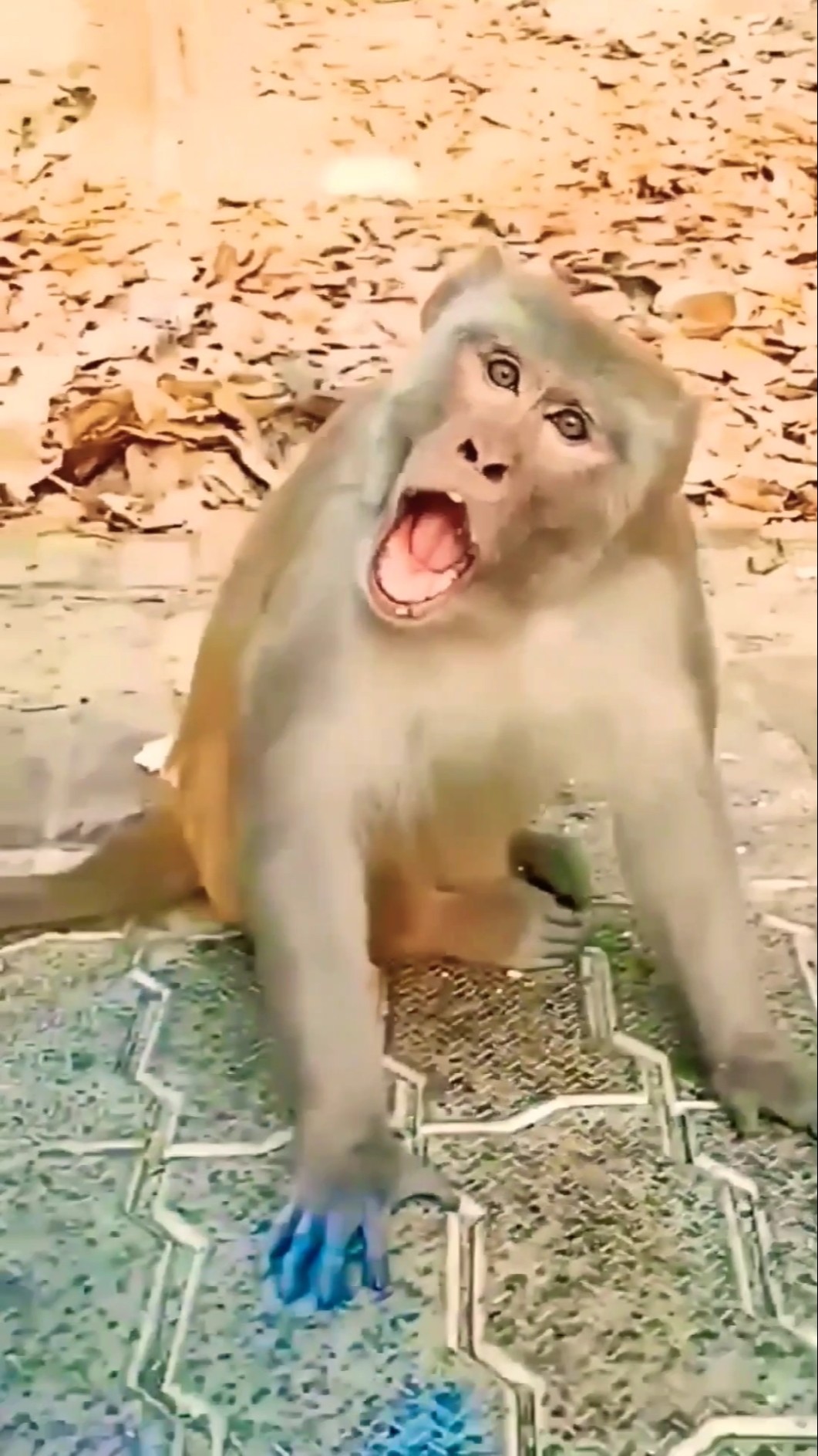 Mamaa yey Mamaa???#viralvideo #shortvideo