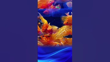 💕Top 5 tiệm cá cảnh ở Tiền Giang uy tín, giá tốt được ưa chuộng  #tiengiangtoplist  #tiengiang