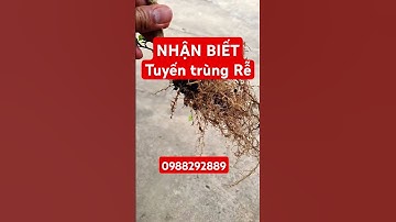 Tuyến trùng rễ trên cây ớt chỉ thiên #huynhhieu #nongnghiephuynhhieu #tuyentrung