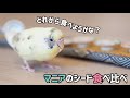 【セキセイインコ】マニアのシード食べ比べ #セキセイインコ #mania #食べ比べ #インコ動画
