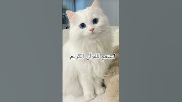 اكتب شيء تؤجر عليه يوم القيامة 😴🖤 #المصحف #آيات_الرحمة #قران_كريم #اللهم_صل_على_محمد_وال_محمد