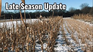 CORN BEANS SOURGUM & BRASSICA - Winter Food Plot Update 