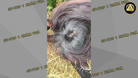 Camera Vô Tình Ghi Lại Những Khoảnh Khắc Sai Lầm Hài Hước Không Thể Cứu Chữa | Video Hài Hước