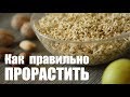 🔥 Проращивание зеленой гречки | Лучший способ как проращивать зеленую гречку | Дмитрий Компаниец