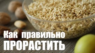 🔥 Проращивание зеленой гречки | Лучший способ как проращивать зеленую гречку | Дмитрий Компаниец