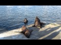 lobos marinos en el puerto de Punta Del Este