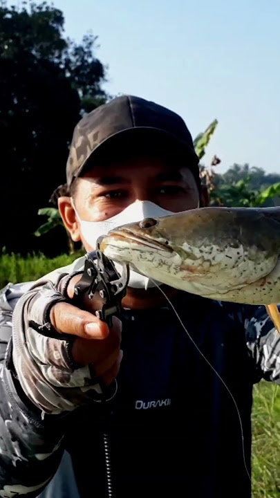 Kangen Mancing Gabus