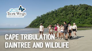 Tropic Wings - Cape Tribulation, Daintree And Wildlife Tour