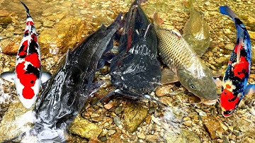 Bắt cá nước ngọt, cá trê, cá chép, cá koi, con cá vàng, cá rô đồng, cá sộp | Các loại cá quen thuộc