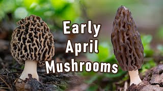 Morel Mushroom Hunting  Early April 2024  Yellow And Black Morel | Morchella | Spring Mushrooms