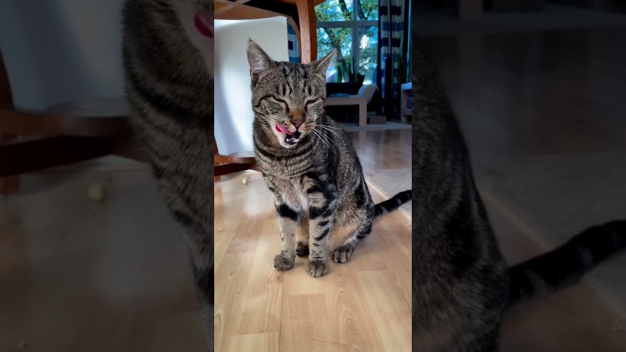 Does your cat have petting aggression? 😿🐈