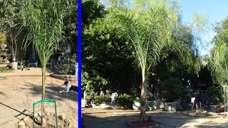 Two Year Update on Planting Queen Palm Trees by Do It Yourselfer Home and Garden Guy 7,993 views 1 year ago 1 minute, 15 seconds