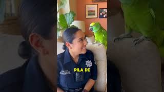 🦜🔥 El Loro Le Dice la Verdad a la Policía Más Guapa | Humordeloro