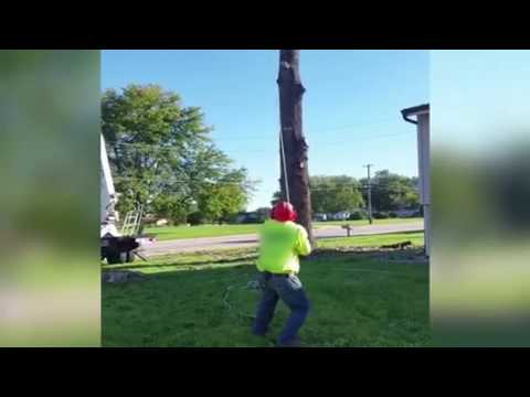 Funny tree removal fail - YouTube