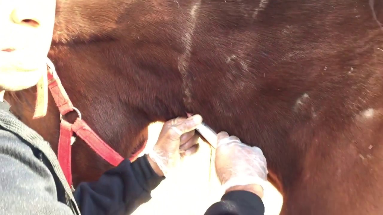 حصان جدا هزيل ومريض وبادين في علاجه.      اقرأ اوصف