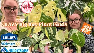 NEW $6.99 RARE Big Box Plant Finds at Lowes, Walmart, Trader Joes & Home Depot 🤩 Plant Sports!!!