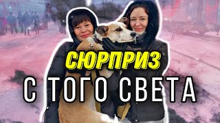 Умершая собака выполнила просьбу хозяйки, плачущей у ее могилы