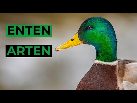 Video: Enten: Die Häufigsten Rassen