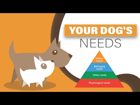 Video: Ask A Vet: My Dog Memiliki Masalah Perilaku. Apa yang dapat saya?