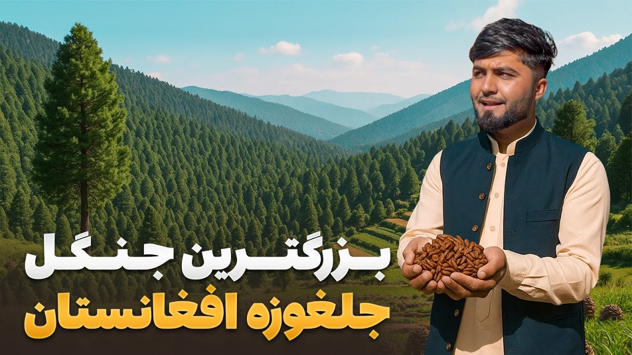 قریه به قریه - بزرگترین جنگل جلغوزه افغانستان در ولایت خوست در مرز پاکستان