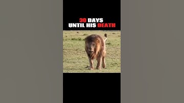The final moments of the strongest and famous lion in history #viral #youtube #video #video
