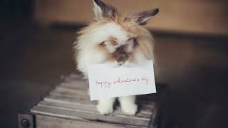 Download Lagu Romantic Instrument with Lovely Quotes 1 MP3