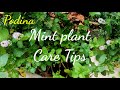 Mint plant care tips  how to make mint plant bushygrowmint backyard