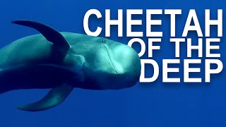 Discover The Social Life Of The Deep Sea And Their Unique Behaviours | Wild Waters