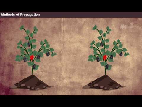 Video: Cidoniju pavairošana - uzziniet par cidoniju koku pavairošanas metodēm