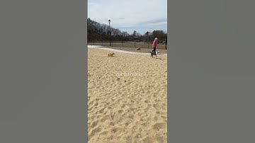 Enter this dog in the Olympics IMMEDIATELY #corgi #dog #cute #funny #adorable #cherrythecorgi