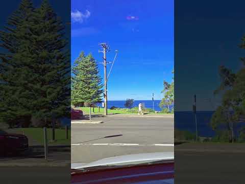 When You Drive in Australia 🇦🇺 #Australia #beauty #nature #sea #bridge #viral #sea #travel #fyp
