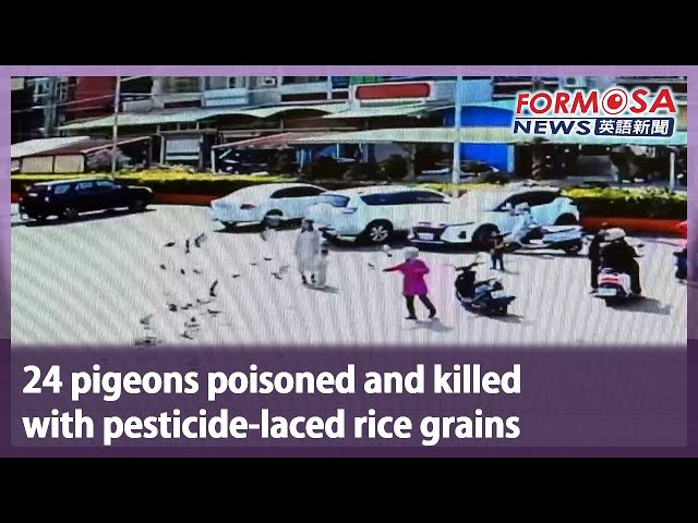 24 pigeons poisoned and killed with pesticide-laced rice grains｜Taiwan News