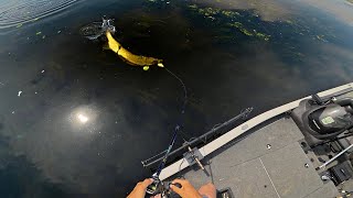 Fishing Big Baits for River Beasts!