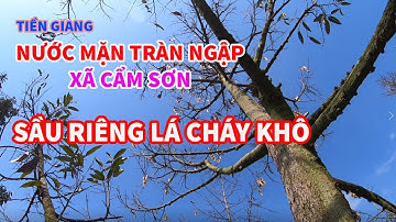 TIỀN GIANG | Nước Mặn Tràn Ngập Xã Cẩm Sơn | Sầu riêng Trơ Trọi Lá | DuyQuang Store