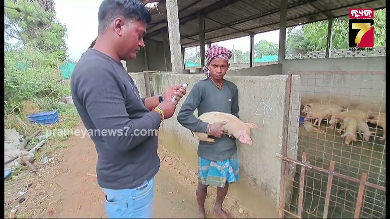 ROJAGAR | White Pig Farming Profits: Engineer Amit Palai's Inspiring Story of Success | PrameyaNews7