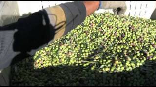 Worlds Largest Mobile Olive Press In Action