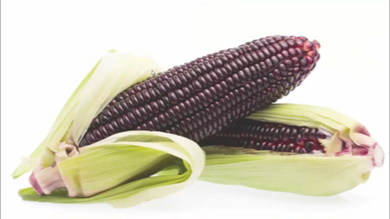 التآثر بين المورثات- الهجونة الثنائية-المورثات المتتامة في نبات الذرة