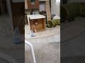 穴があったら通りたい猫。 #cat #猫 #チロルンライフ #弾丸猫