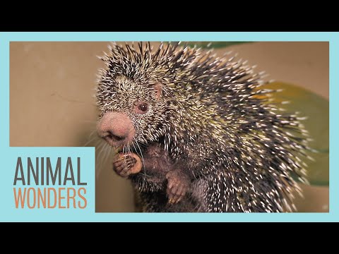 Welcome to the Wonderful World of Porcupine Teeth and Other