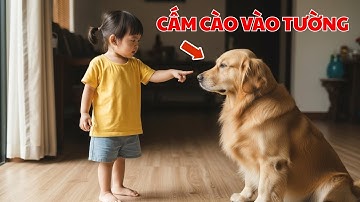 Chú Chó Cào Tường Liên Tục Bị Bé Gái Mắng - Sự Thật Là Chú Chó Đang Cứu Cả Gia Đình