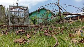 Mikat Burung Trucukan Pake Burung Trucuk Anakan Langsung Di Sdanerin