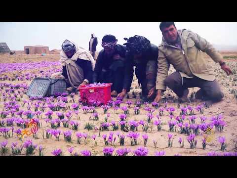 فيديو: حصاد الزعفران - متى وكيف يتم حصاد الزعفران