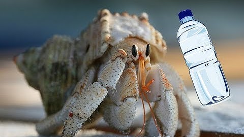 How long can a hermit crab live without water