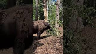 Wood Bison Eating Browse
Windy days bring a windfall of delicious browse! 🌬️
After stormy days, fallen branches go to good use around the zoo – especially if they are full of leaves! Our female wood bison ‘Taiga’ had lots to munch on after a windy weekend – a sustainability win that cleans up grounds and fills bellies! 😋
#YourZooYYC Wood Bison Eating Browse