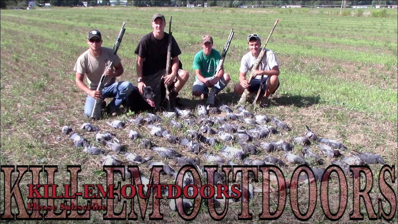 MidDay Pigeon Hunting YouTube